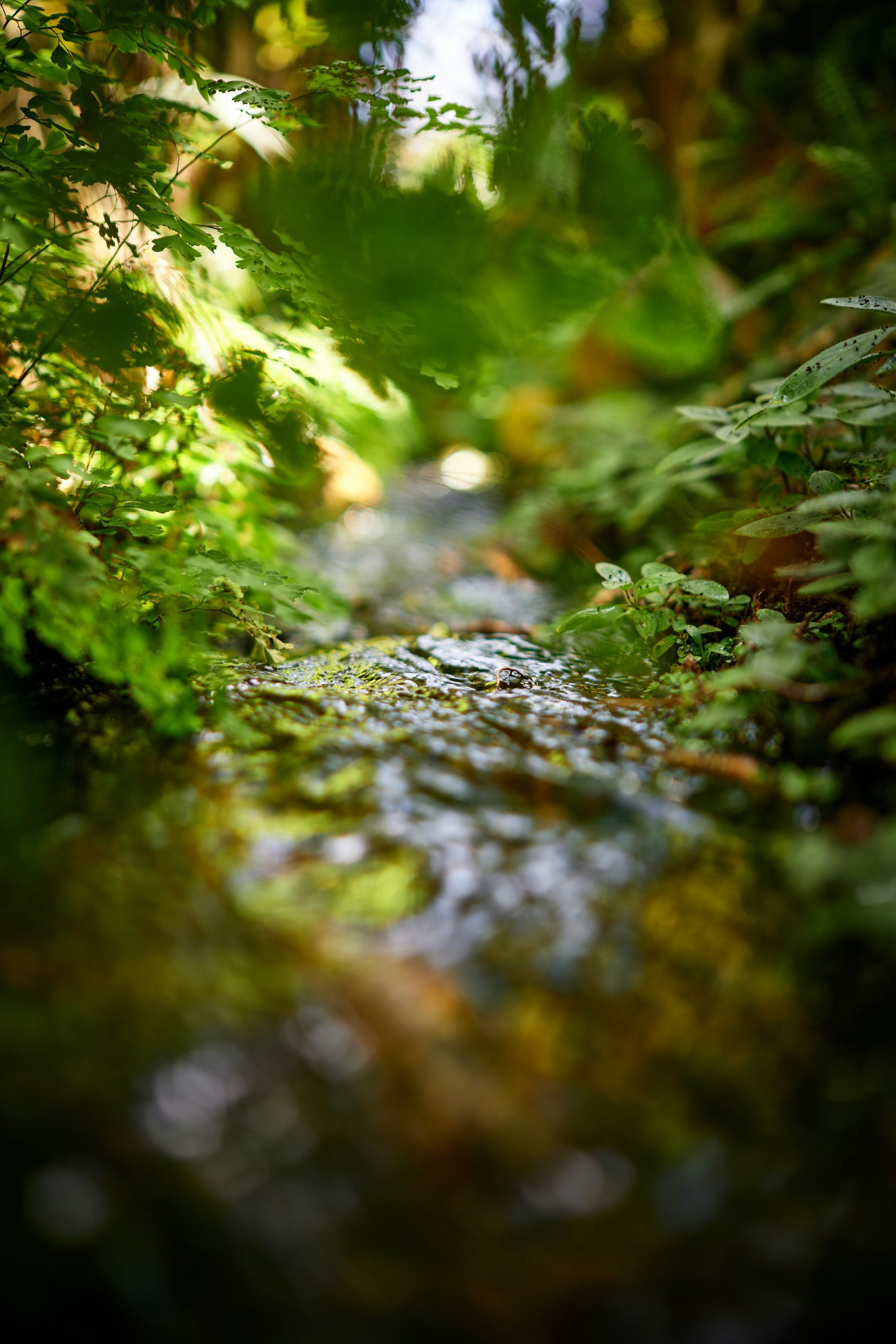 stefan-schwinghammer-nc5hiwvD2lU-unsplash