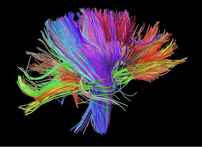 Brain