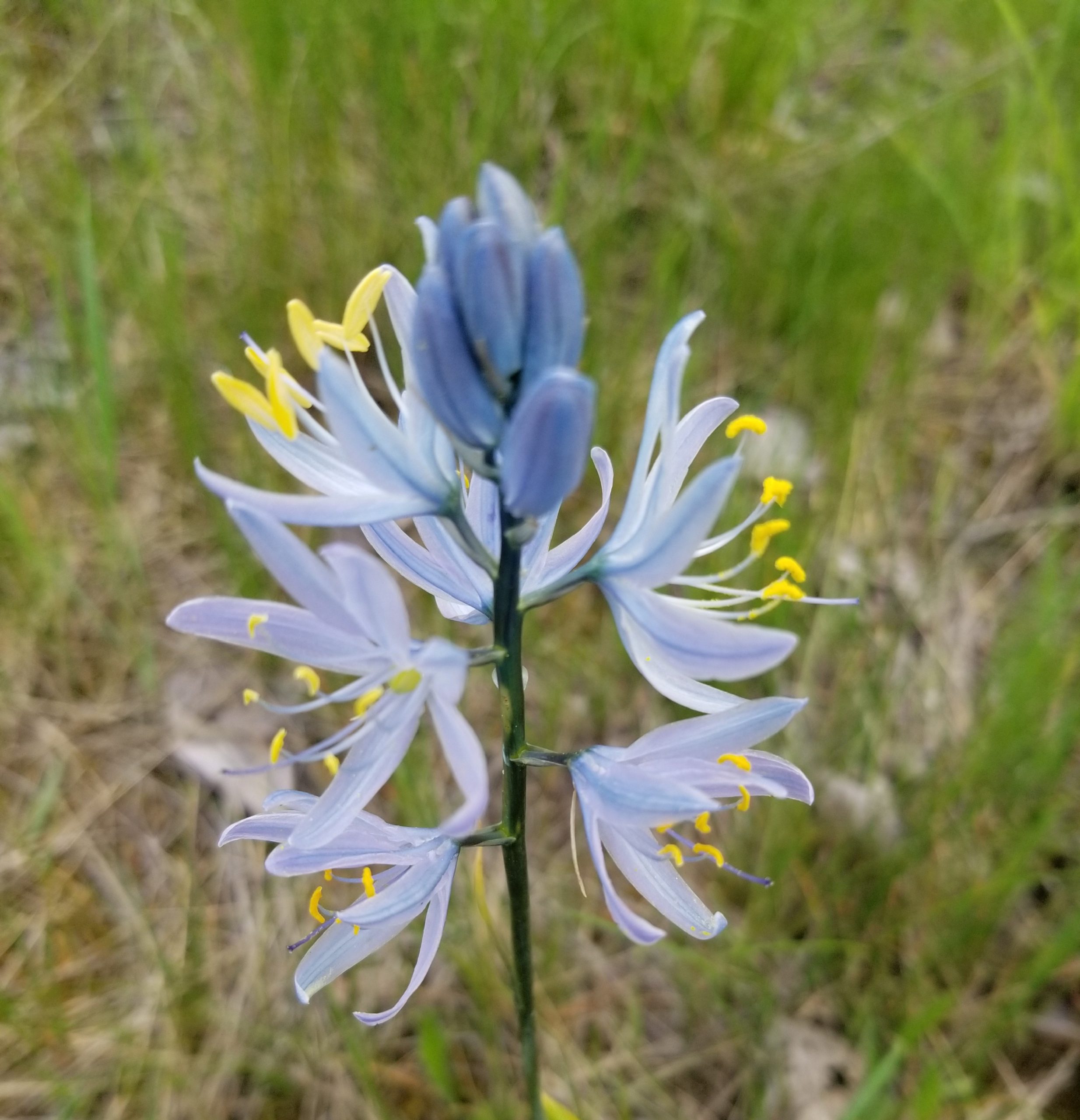camas 1