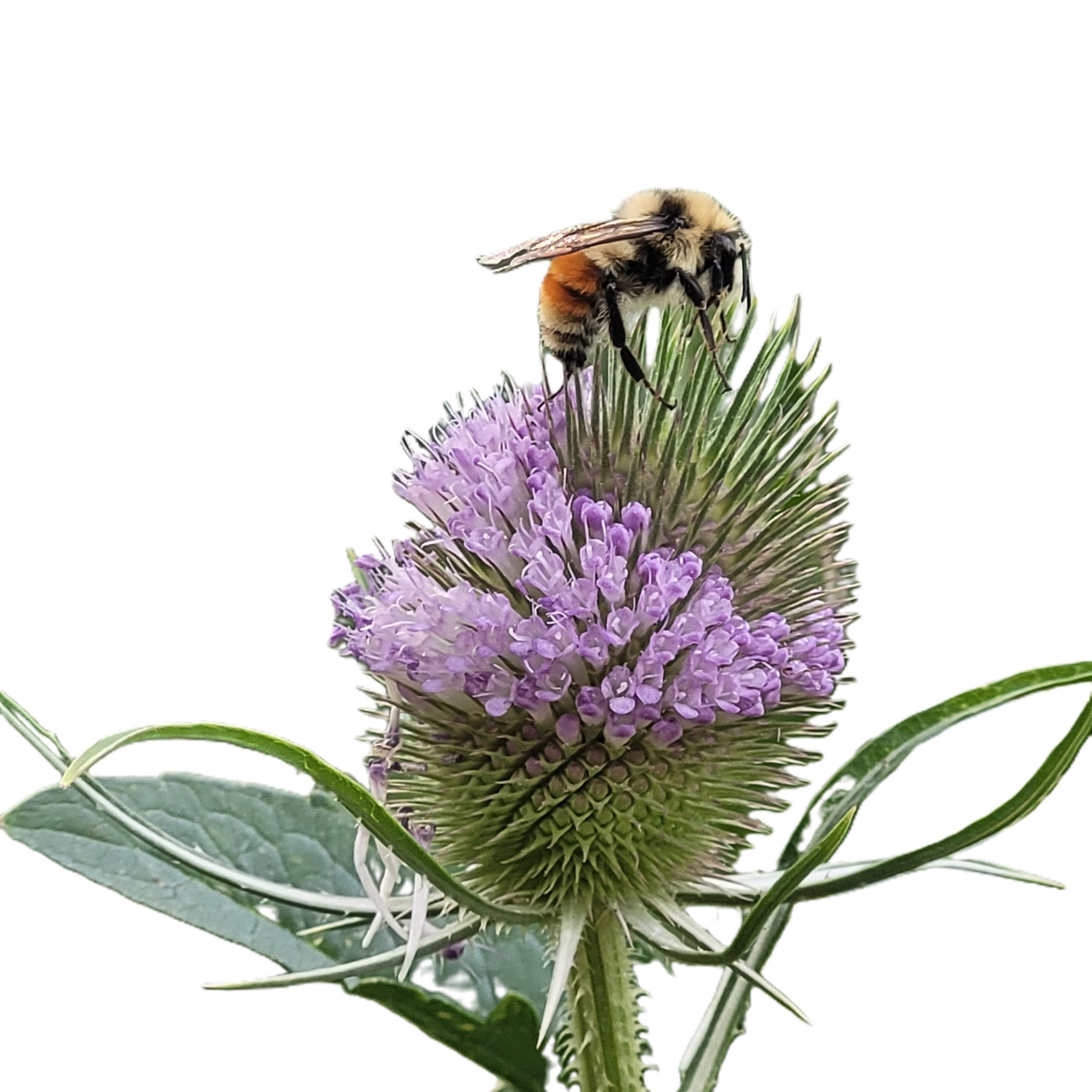 Idahome_CValle_Bee cutout